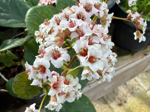 Kwekerij Morning Glory-Aalsmeer必去景点