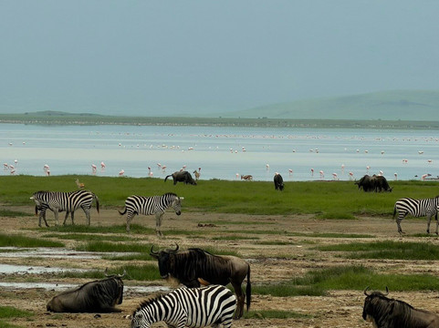 Dolphin Tours & Safaris Ltd-姆万扎必去景点