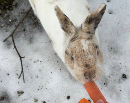 Fort XI Dönhoff-加里宁格勒必去景点