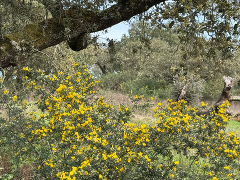 Tapada de Coelheiros-Igrejinha必去景点