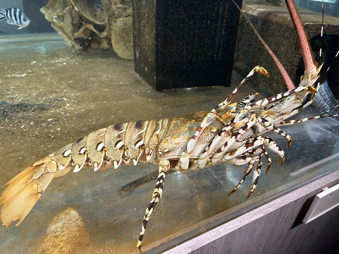 Amami Marine Exhibition Hall-奄美市必去景点