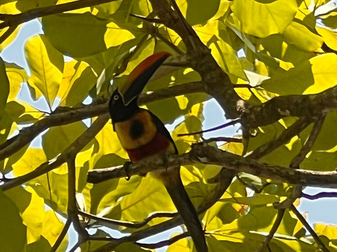 Aracari Experience-乌维塔必去景点