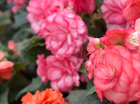 Christian's Bus Co.-Ocean Grove必去景点