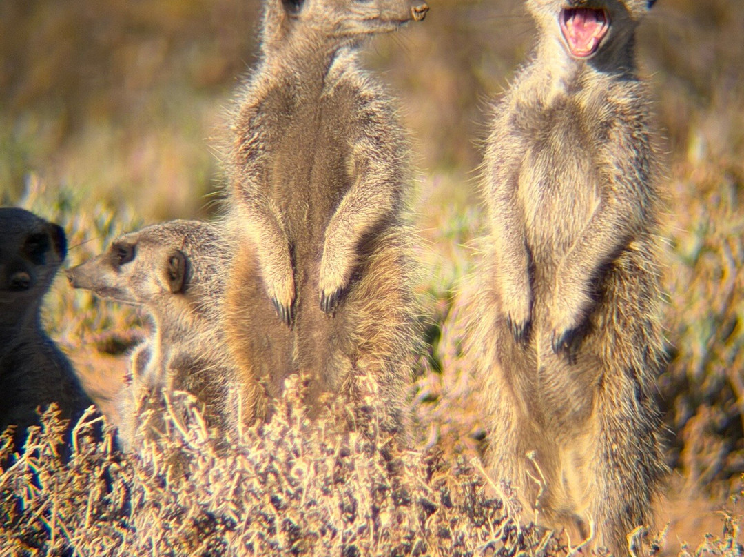 Five Shy Meerkats, Meerkat Adventure-奥兹洪必去景点