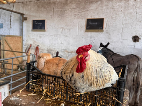 Kinedale Donkeys-Ballynahinch必去景点