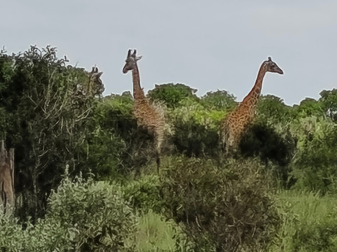 Travel Tamaro Adventures-迪亚尼必去景点