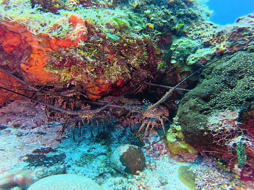 Remi Diving in Mexico-普拉亚德尔卡曼必去景点