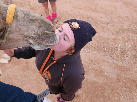 Silverton Outback Camels-Silverton必去景点