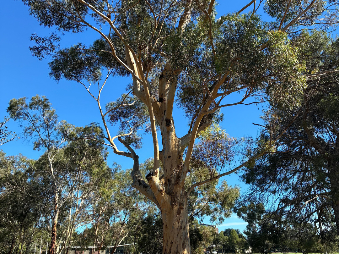 Adelaide Park Lands-阿德莱德必去景点