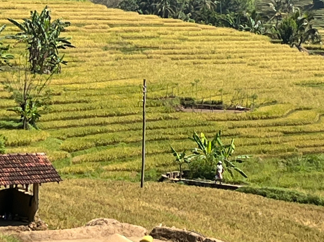 Paradise Island Safari-Gampola必去景点