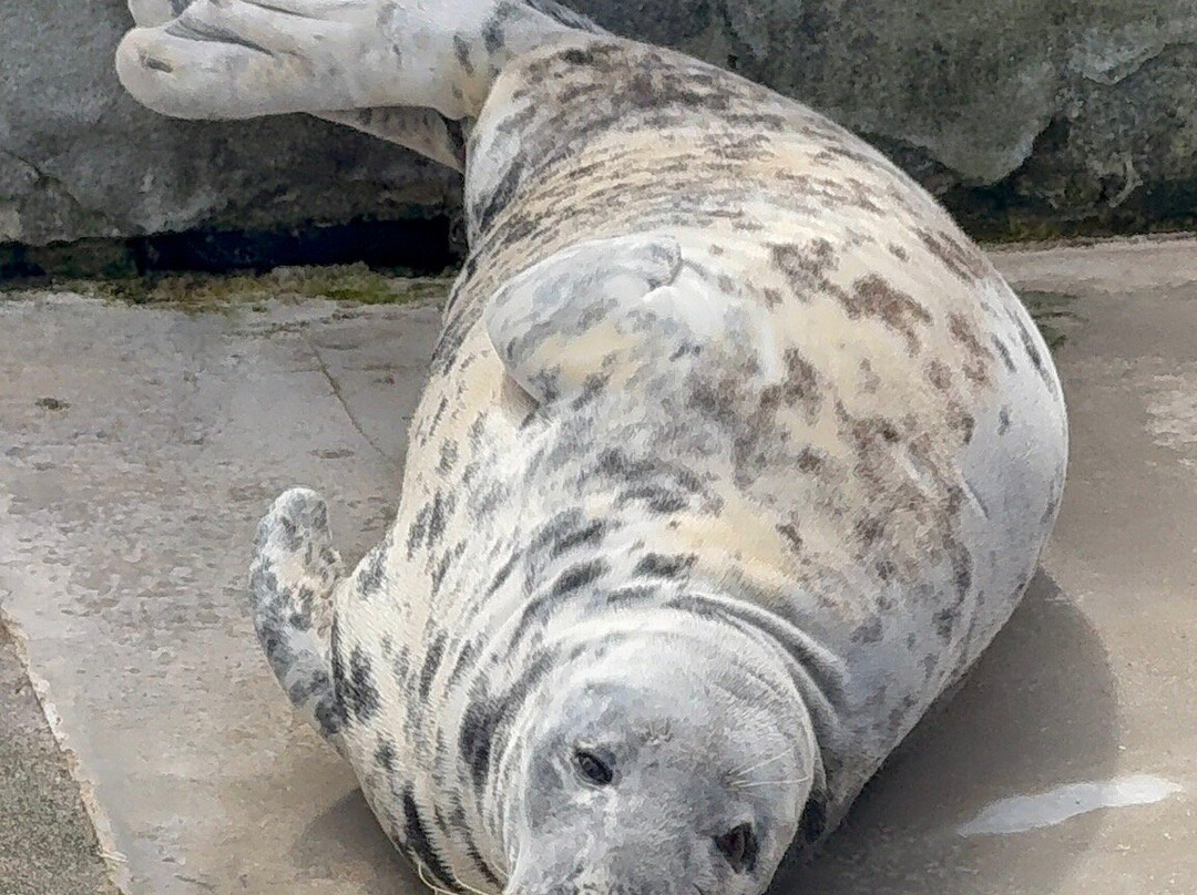 Cornish Seal Sanctuary-Gweek必去景点