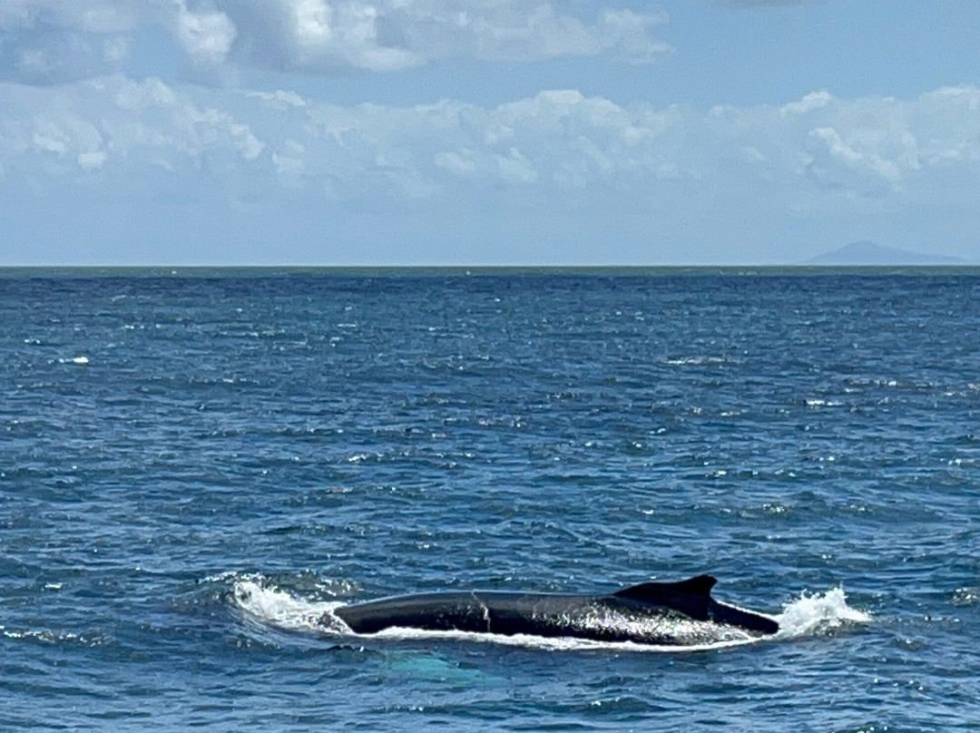Whale Samaná With Kim-Santa Barbara de Samana必去景点