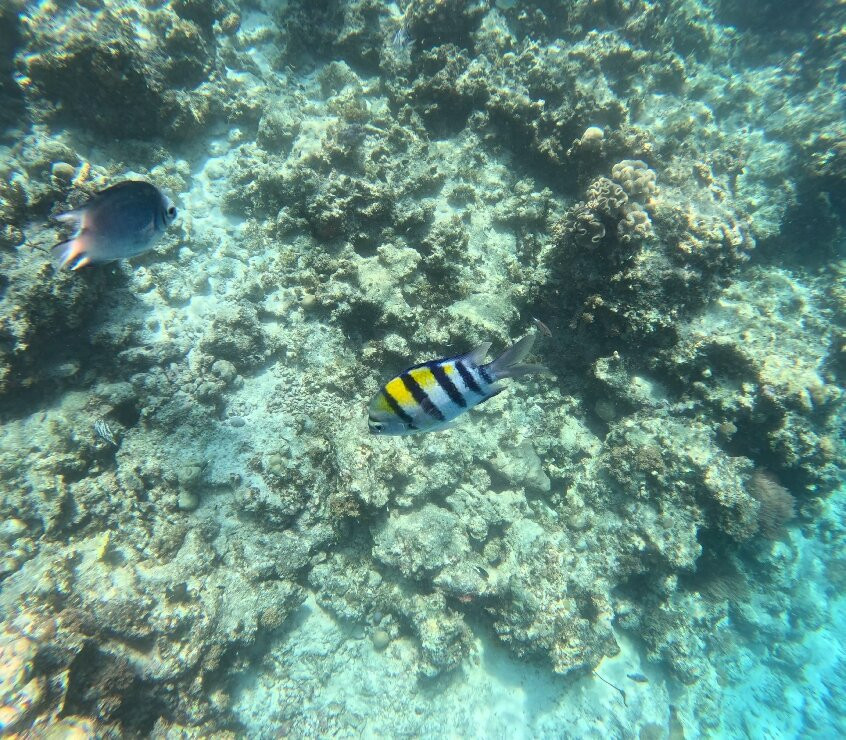 Dive Point Zanzibar-Matemwe必去景点