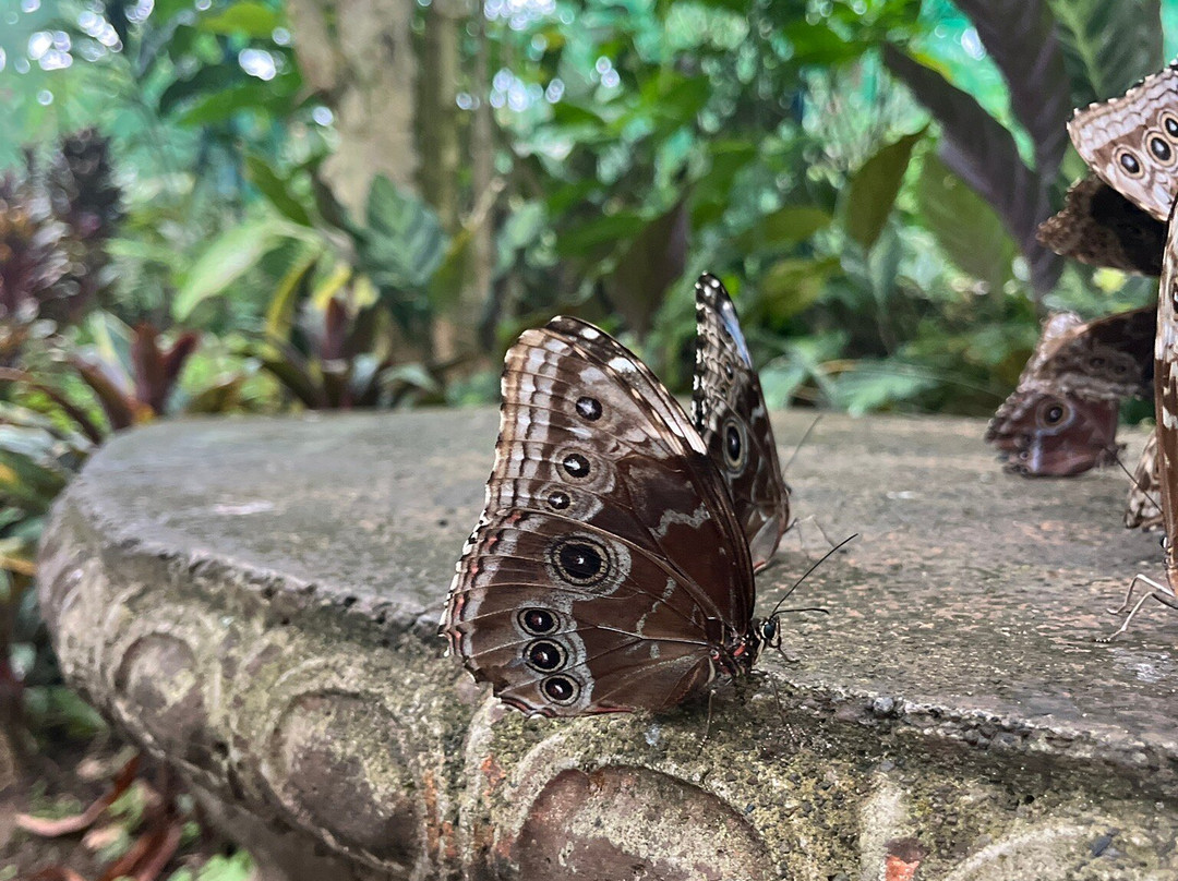 Mariposario Alas del Destino-圣卡洛斯必去景点