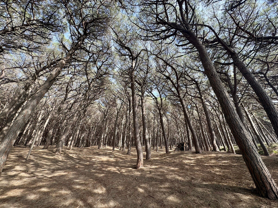 Riserva Naturale Tombolo di Cecina-Marina di Cecina必去景点