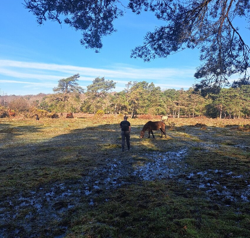 新森林国家公园-林德赫斯特必去景点