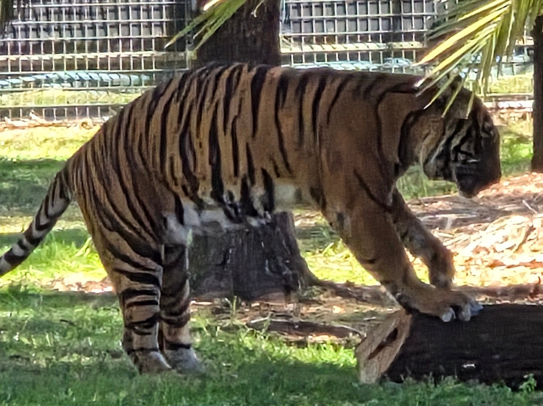 Taronga Western Plains Zoo-达博必去景点