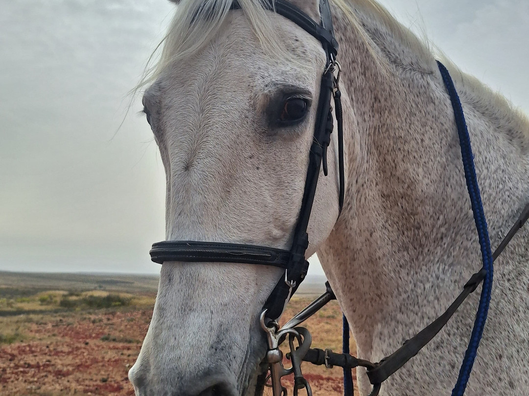 Horses Lanzarote-Teseguite必去景点