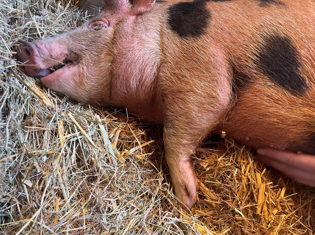 Quex Adventure Farm Park-Birchington必去景点