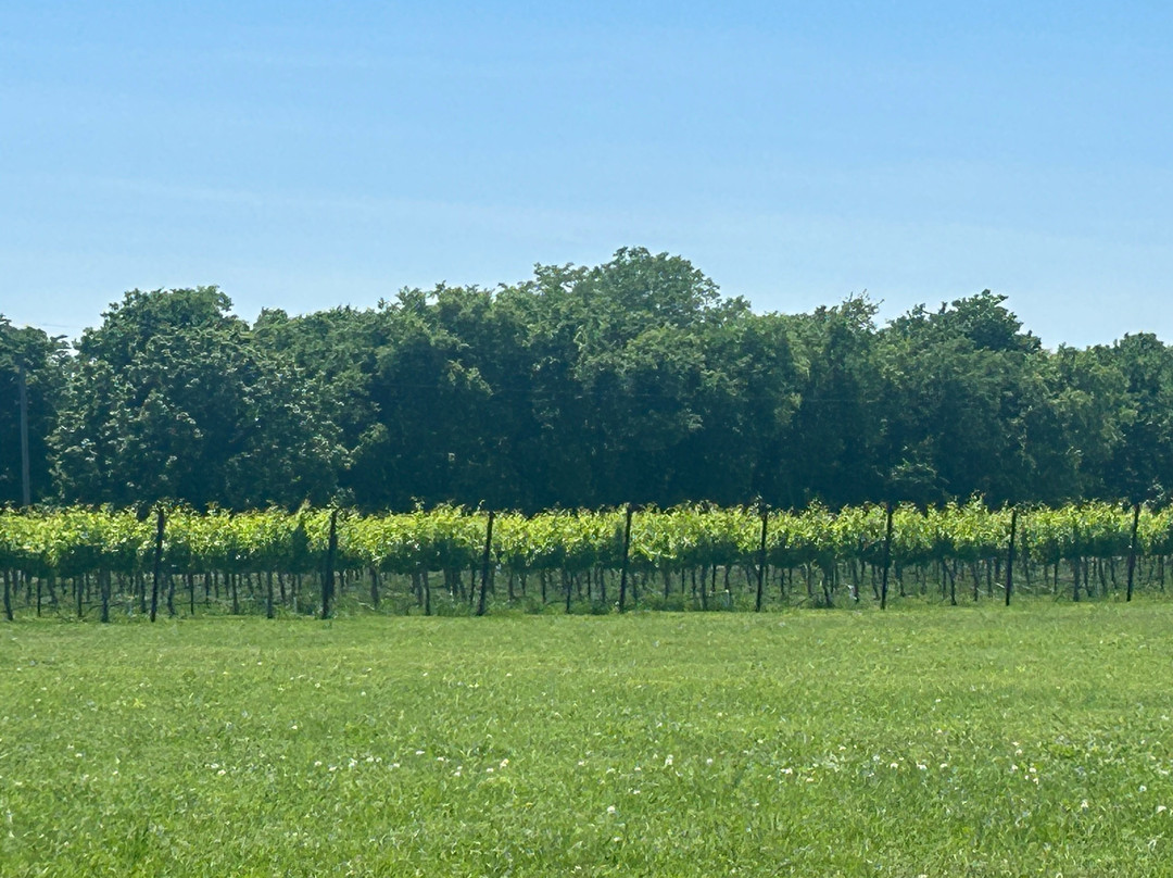 Edge of the Lake Vineyard