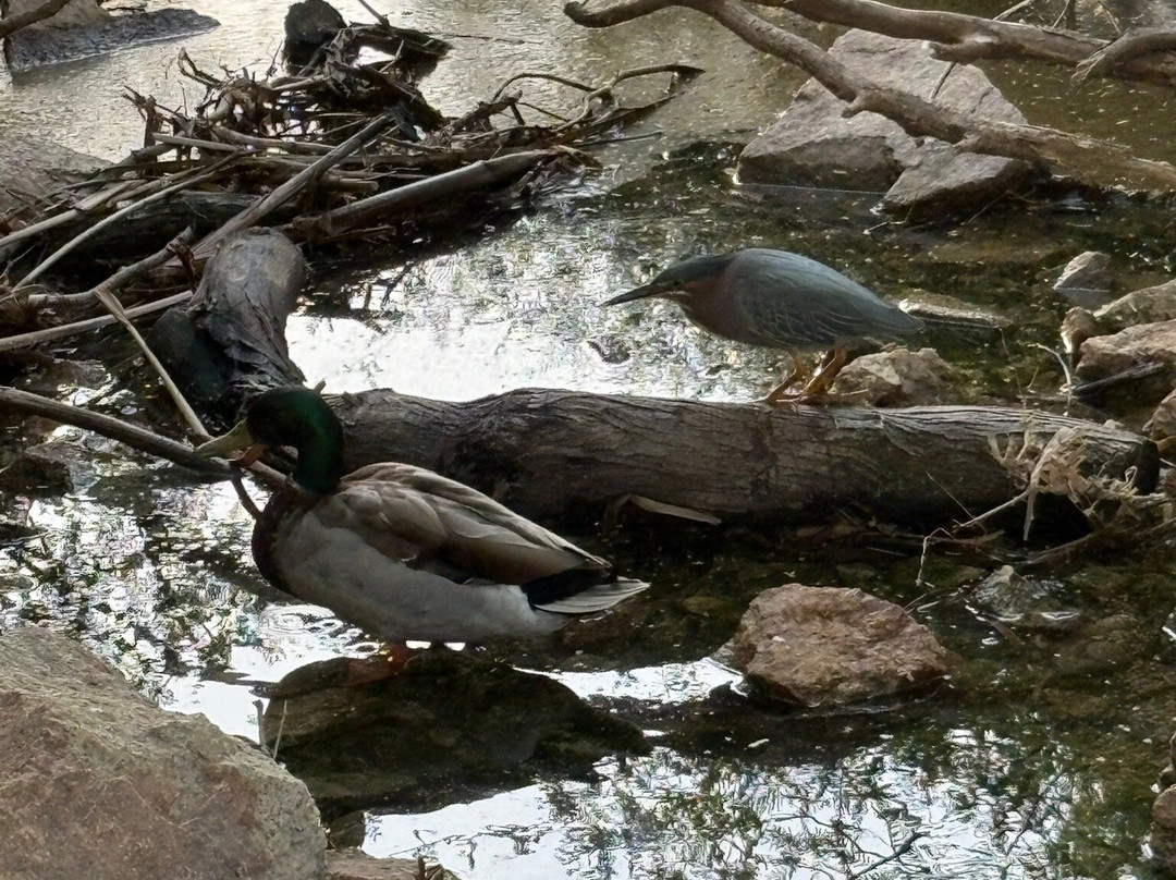 Riparian Preserve at Water Ranch-吉尔伯特必去景点