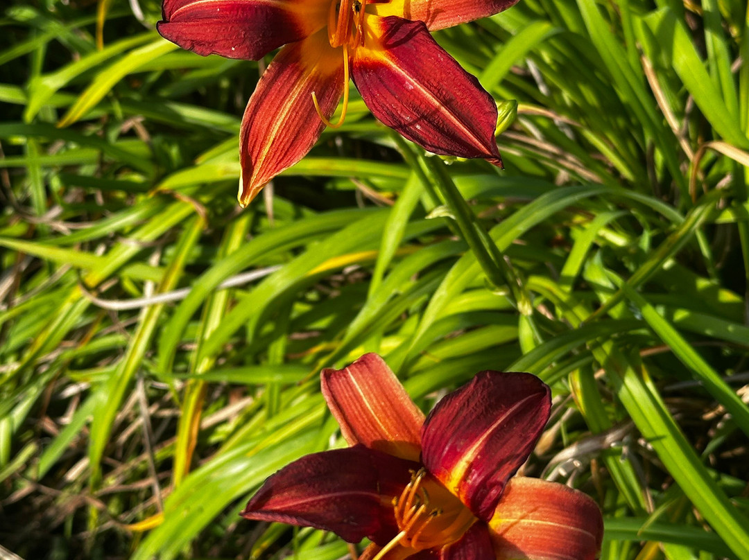 Auckland Botanic Gardens-奥克兰必去景点