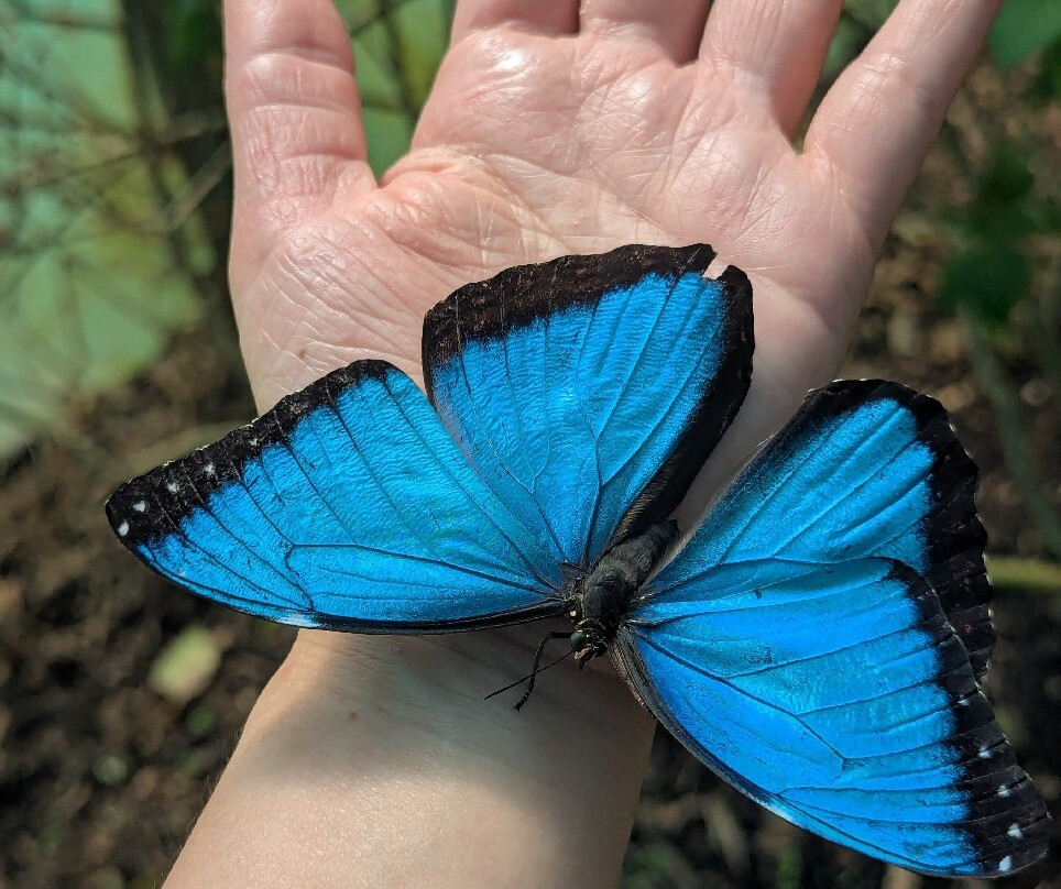 Butterfly Gardens @ Middleton Common Farm-Westmeston必去景点
