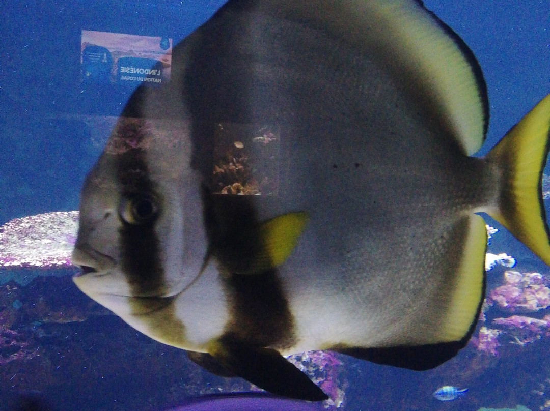 Aquarium de Vendée-Talmont Saint Hilaire必去景点