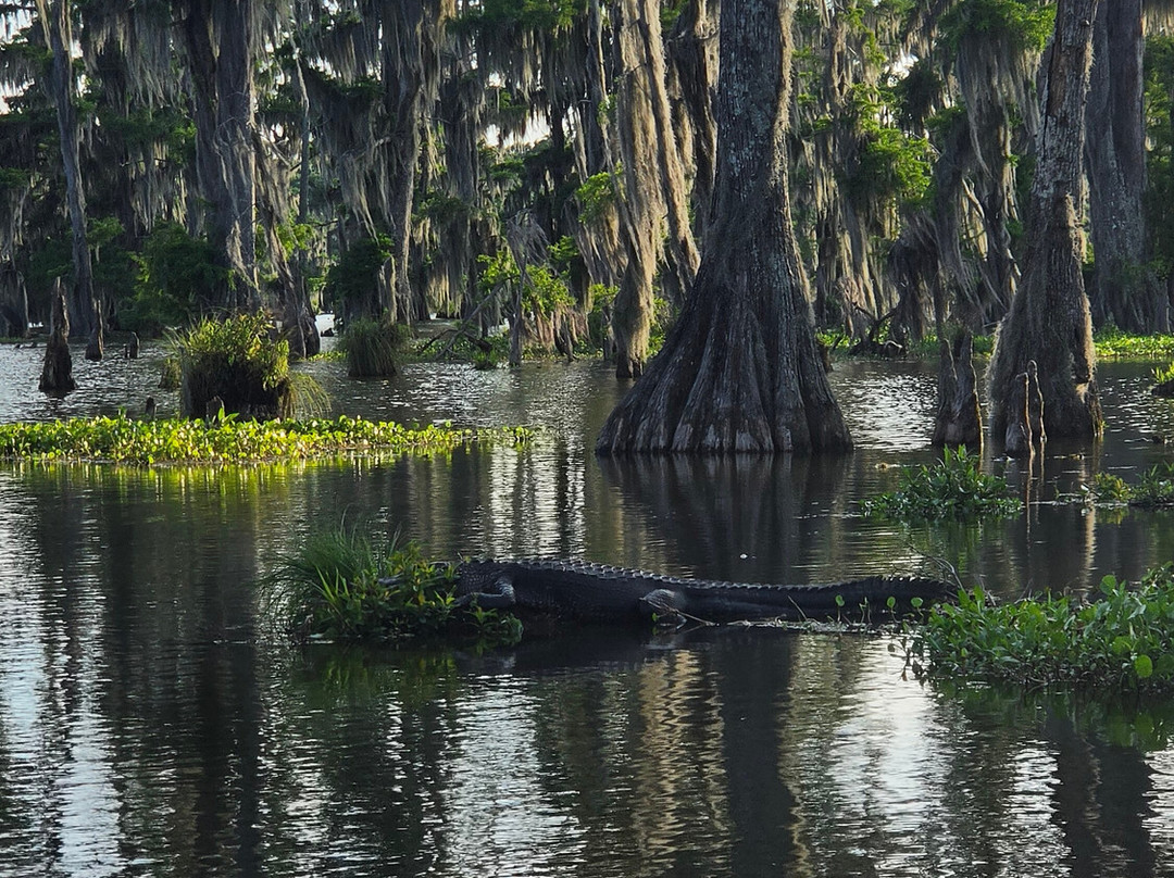 Louisiana Swamp Tours-布里奥克斯桥必去景点