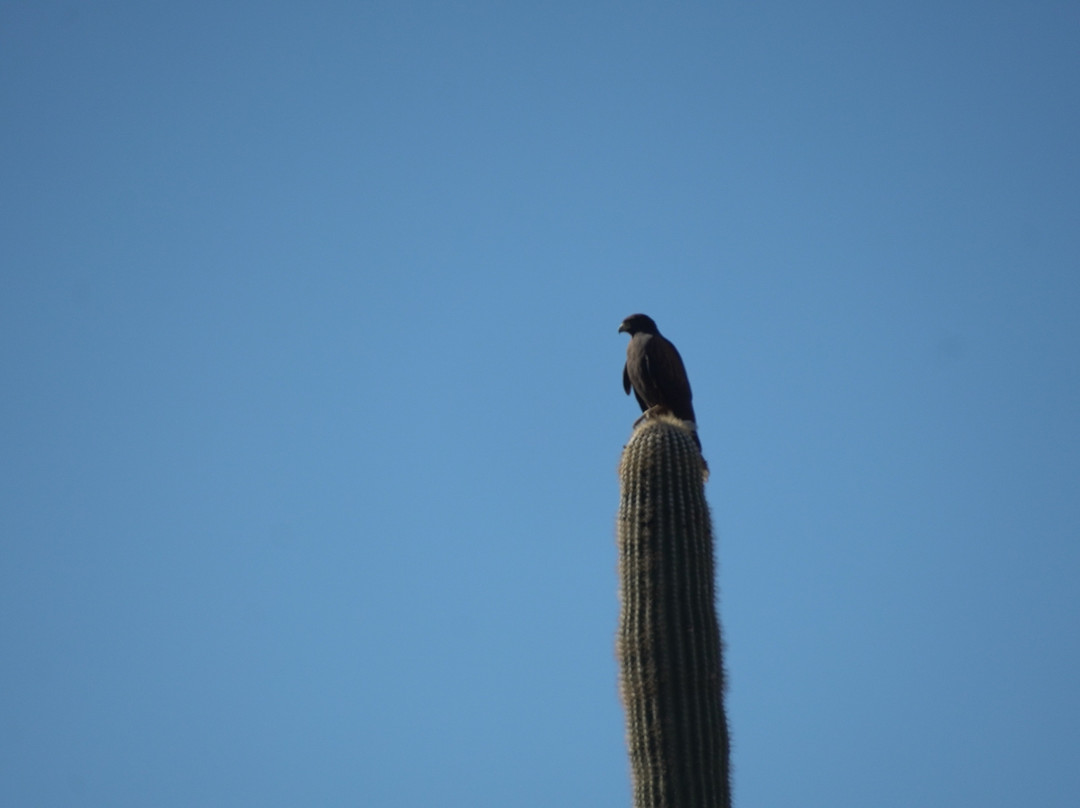 Saguaro National Park-图森必去景点