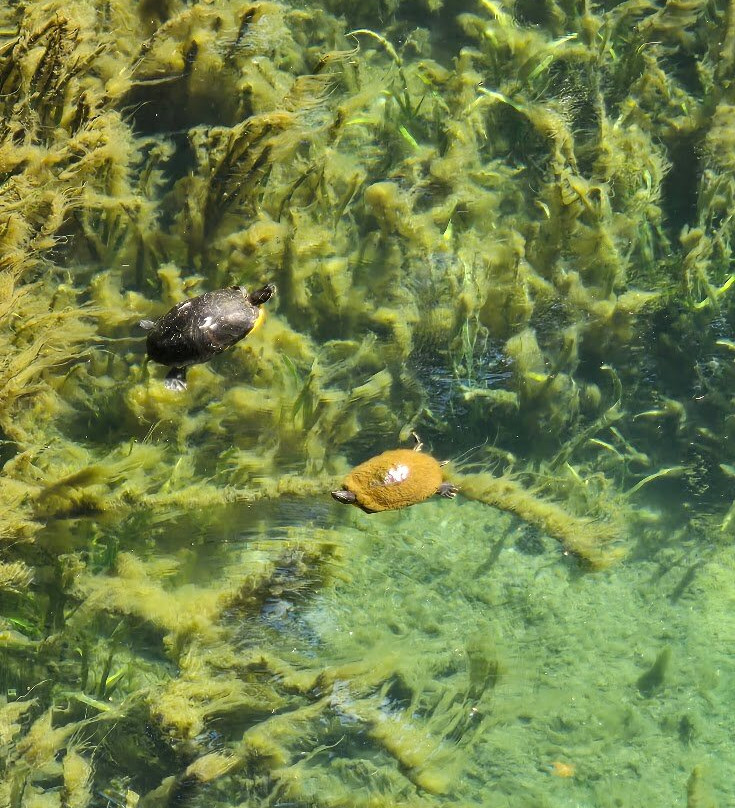 Silver Springs State Park-Silver Springs必去景点