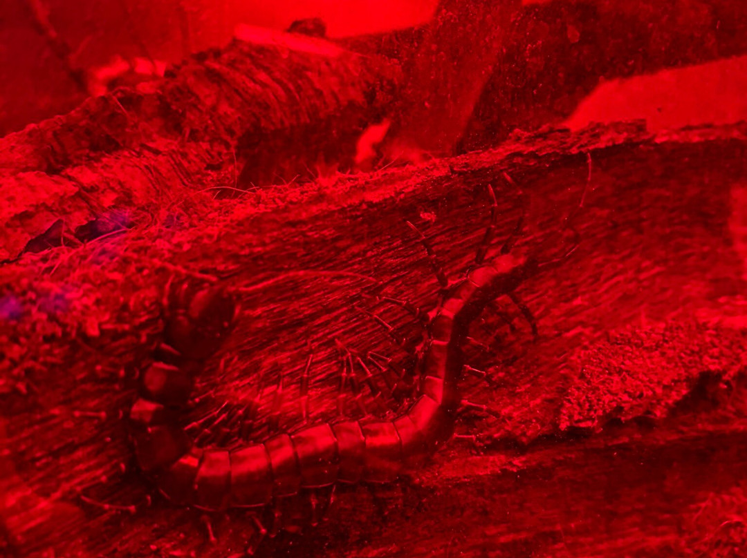 The Bug Parc-Lenwade必去景点