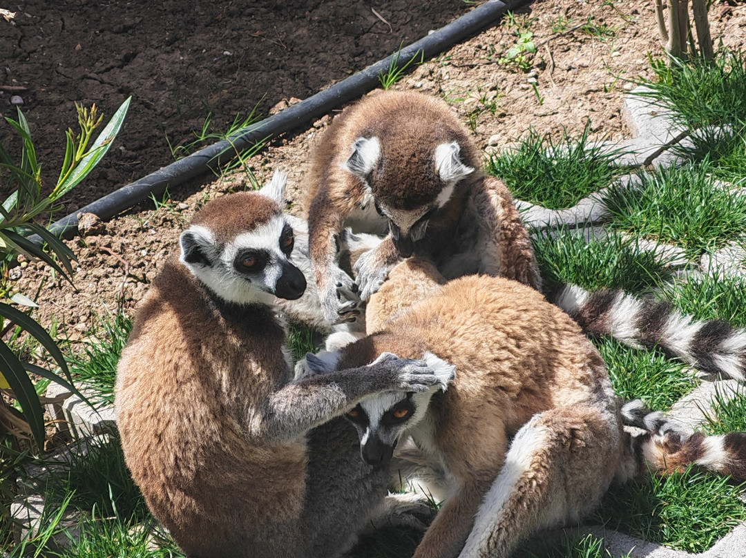 Farma of Rhodes Petting Zoo-Theologos必去景点