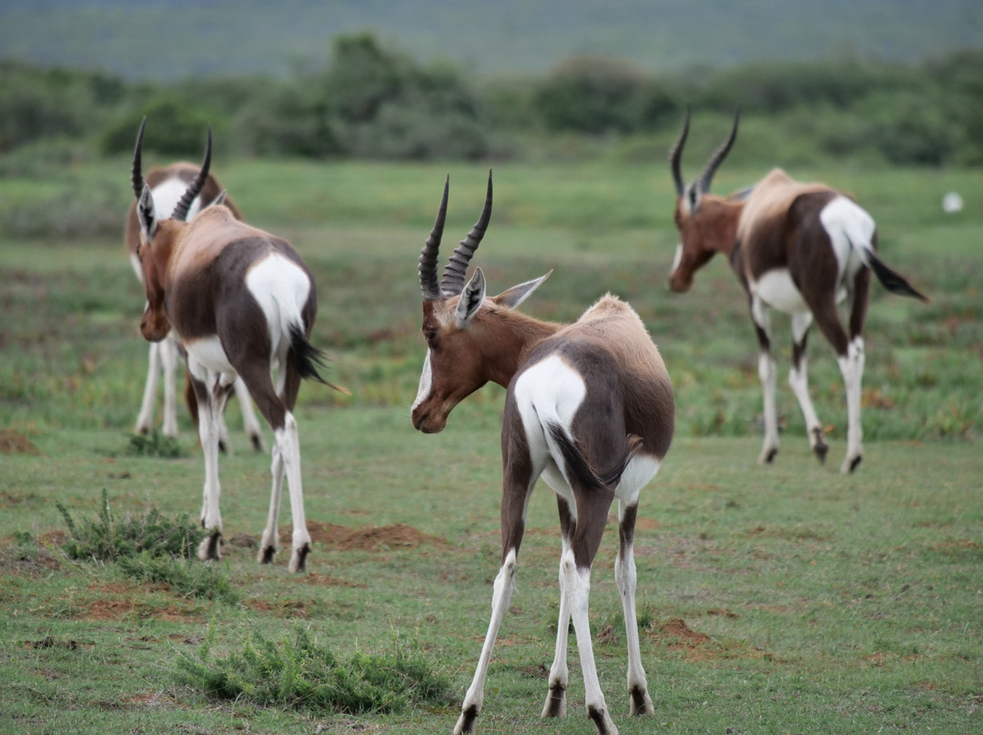De Hoop Nature Reserve Whale Trail-De Hoop Nature Reserve必去景点