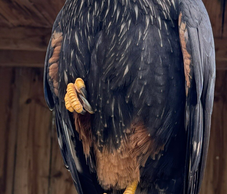 Gauntlet Birds Of Prey-纳茨福德必去景点