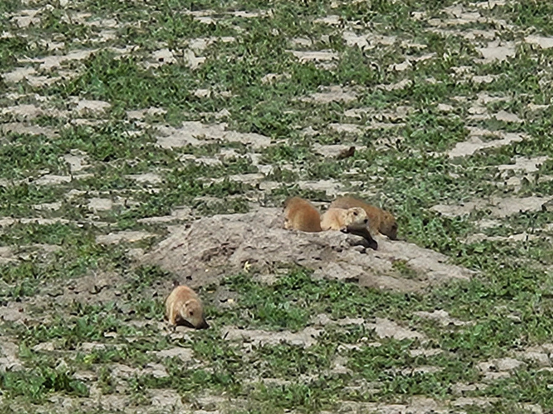 Roberts Prairie Dog Town-恶地国家公园必去景点