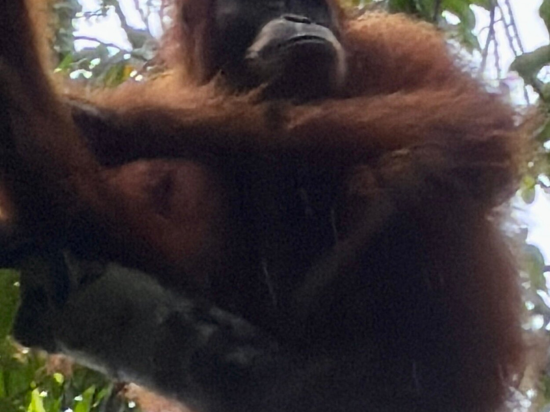 Local Jungle Trekking Guide-Ketambe必去景点
