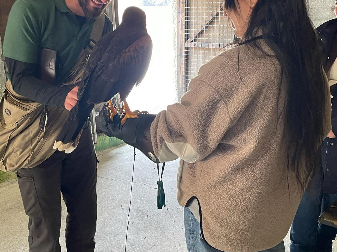 Ireland's School of Falconry-康镇必去景点
