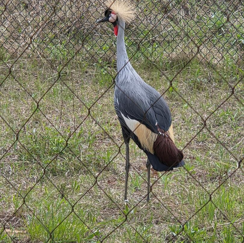 International Crane Foundation-巴拉布必去景点