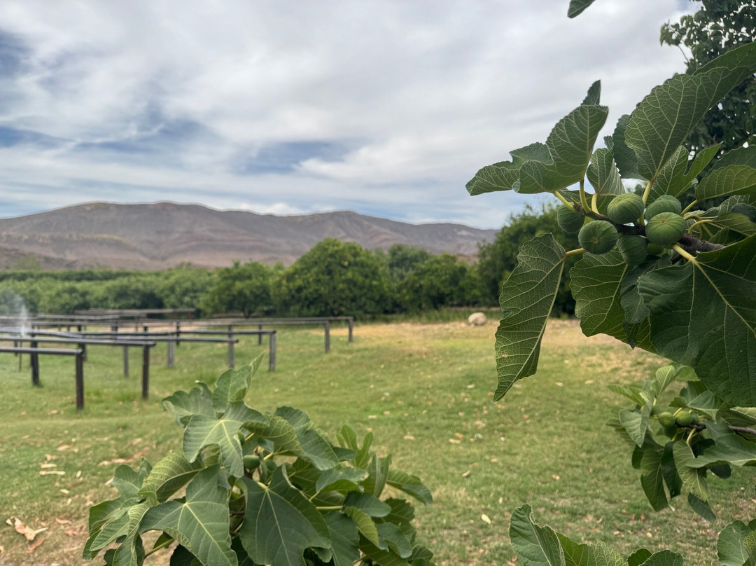Weltevrede Fig & Guest Farm-Prince Albert必去景点