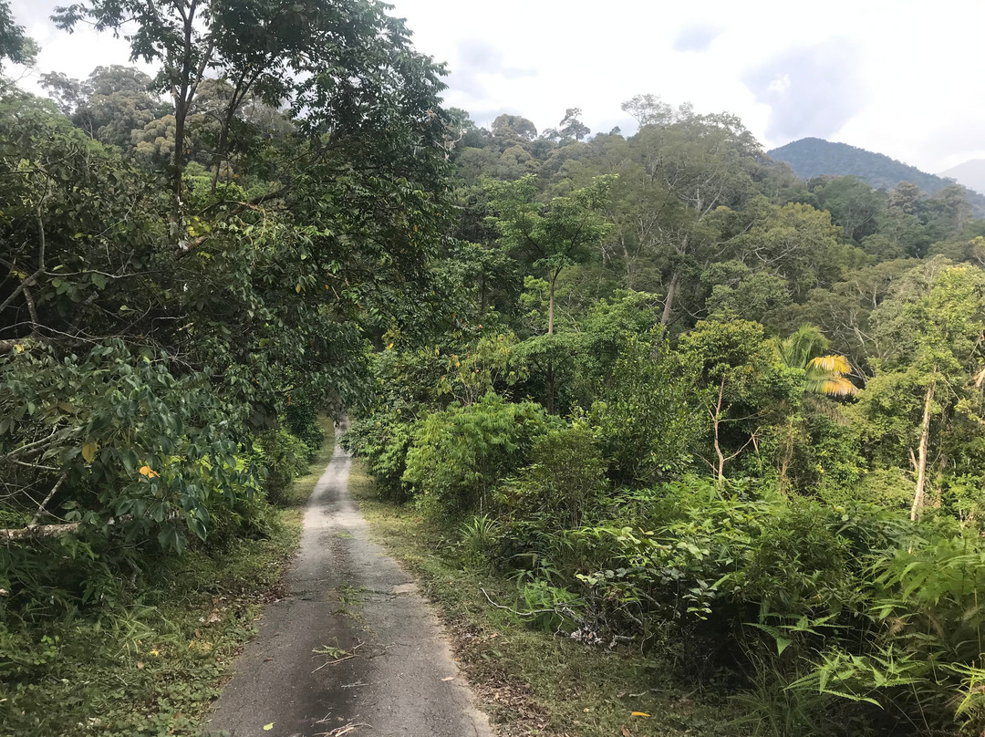 Taman Negara National Park-彭亨必去景点