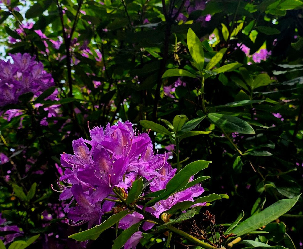 Botanical Gardens-绍斯波特必去景点