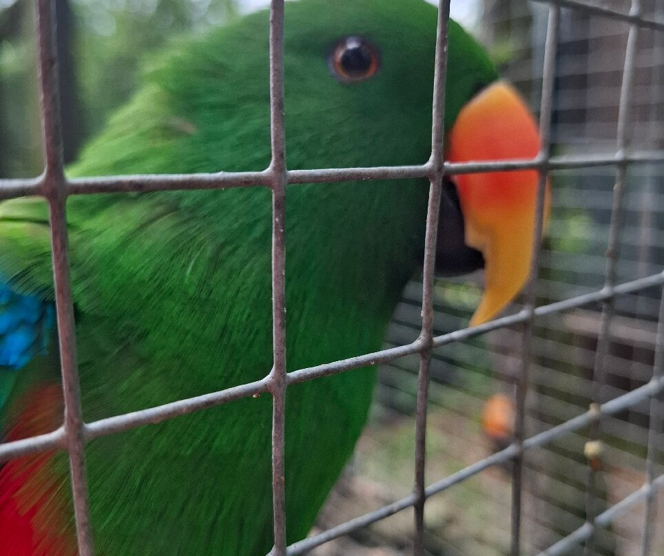 Tropical Birdland-Desford必去景点