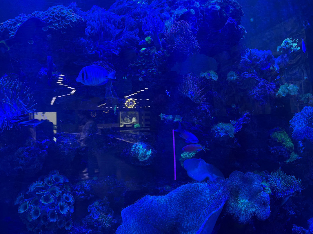 Boca Aquarium-博卡拉顿必去景点