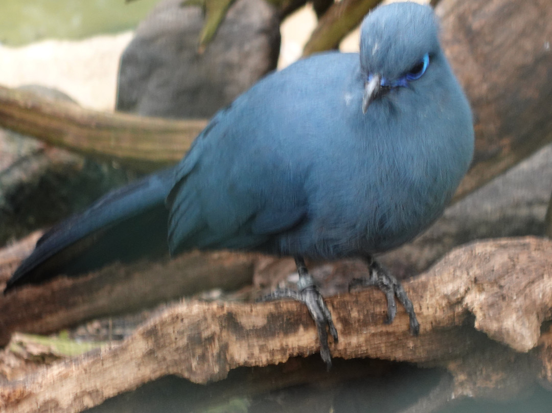 Weltvogelpark Walsrode-Walsrode必去景点