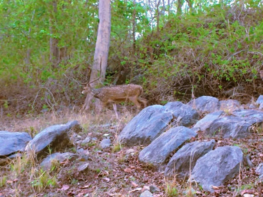 Betla National Park-Palamu District必去景点