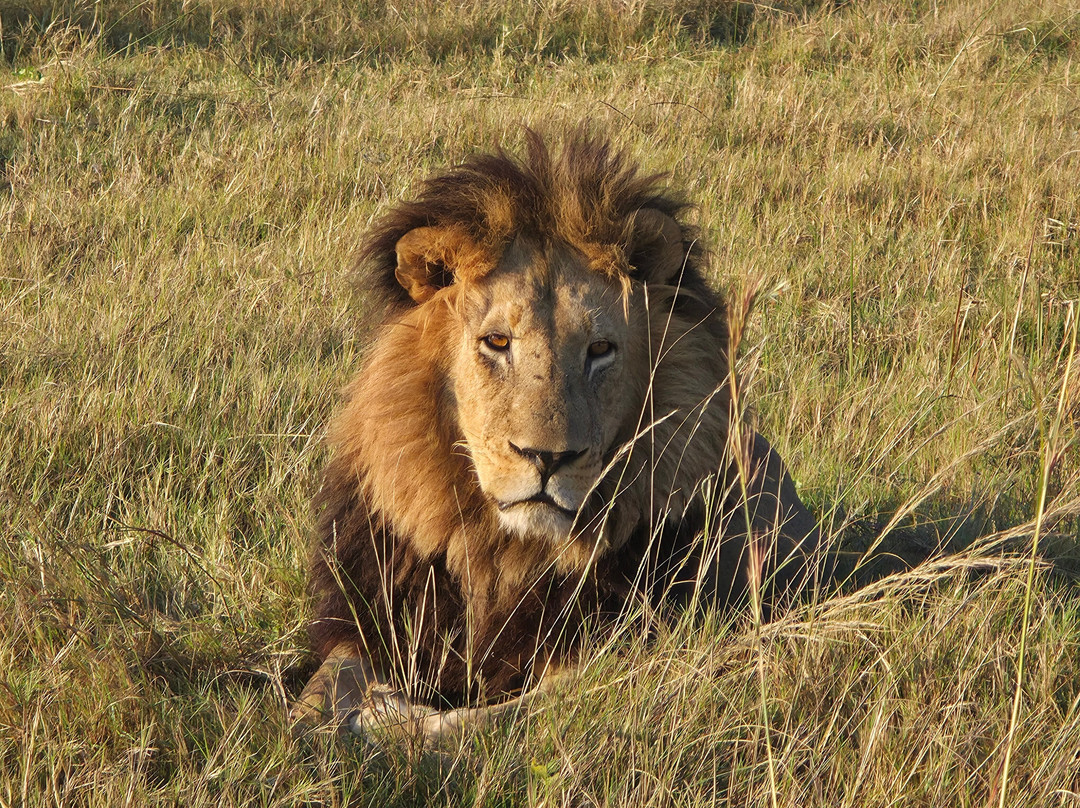 Savanna Safaris and Tours-马翁必去景点