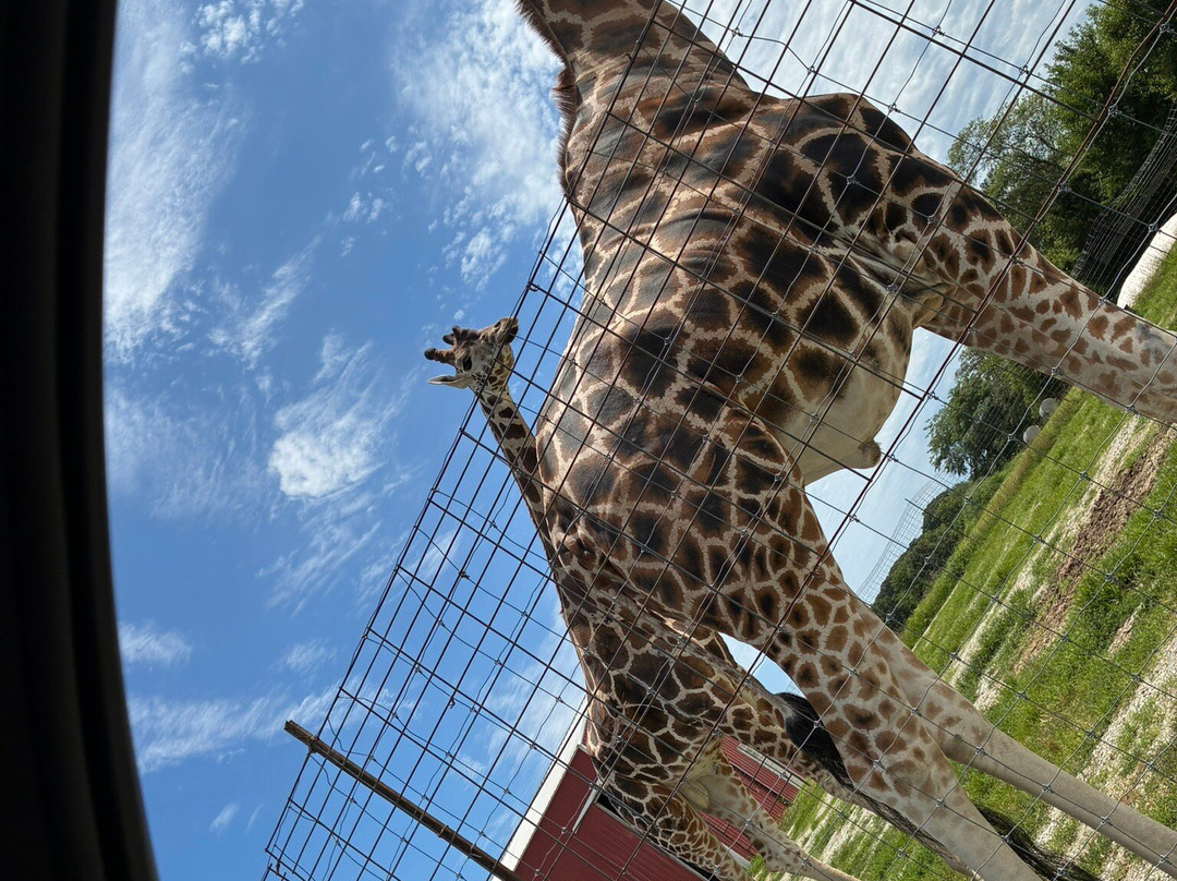 Tennessee Safari Park-Alamo必去景点