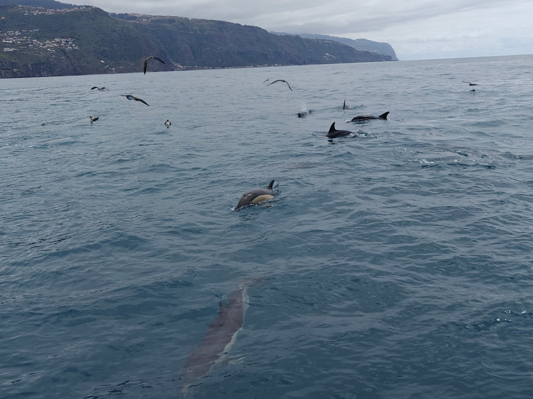 Lobosonda - Madeira Whale Watching-卡列塔必去景点