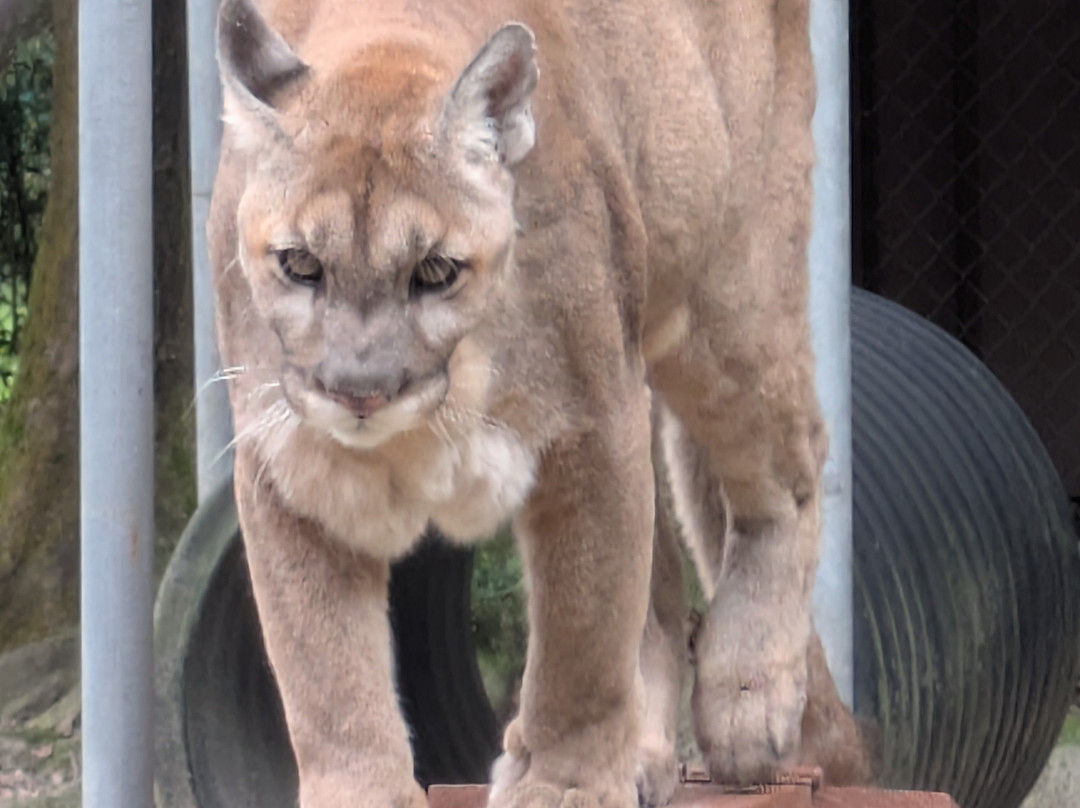 Bear Creek Feline Center-巴拿马城必去景点